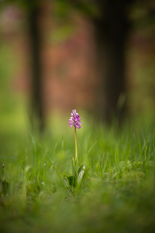 Helm-Knabenkraut im Arboretum Liliental