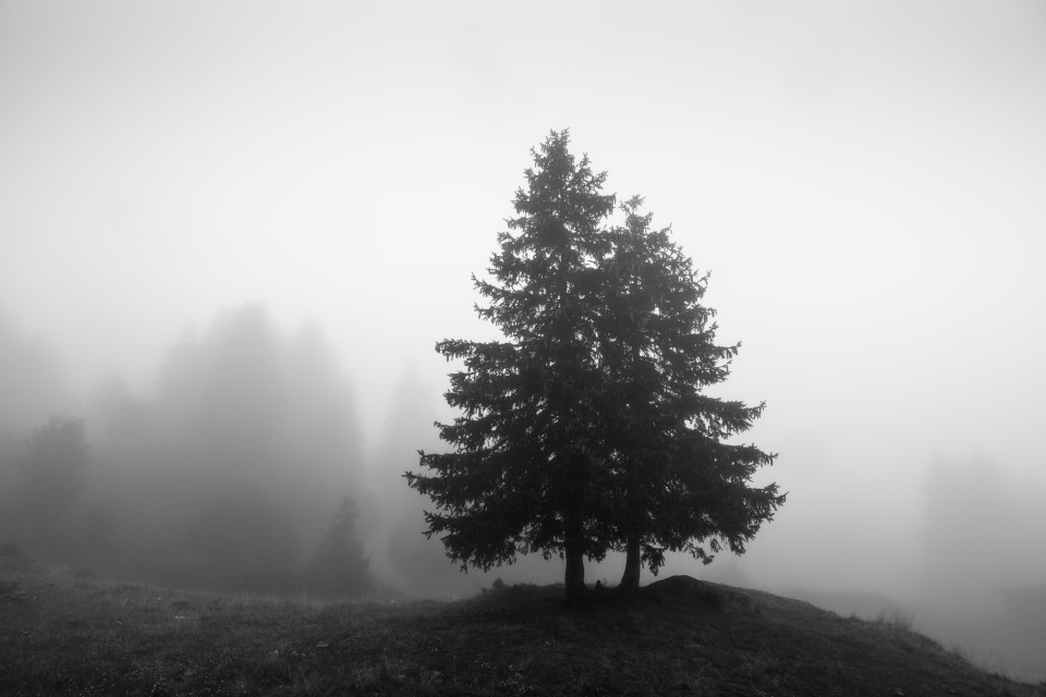 Nebelstimmung am Baldenweger Buck