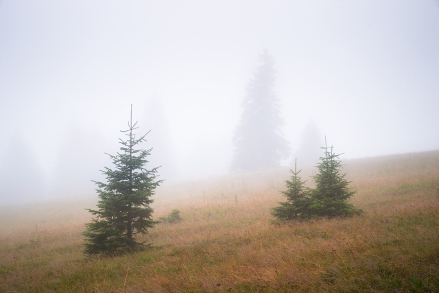 Feldberg, 28.07.2025 Regentag auf dem Feldberg