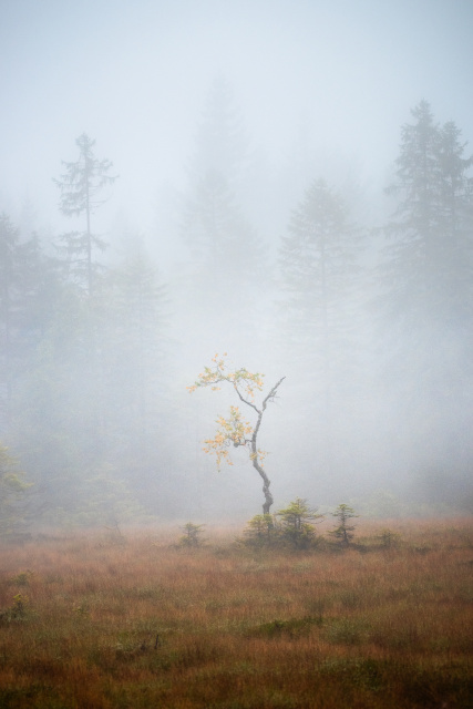 Hochmoor Hirschbäder im Herbst