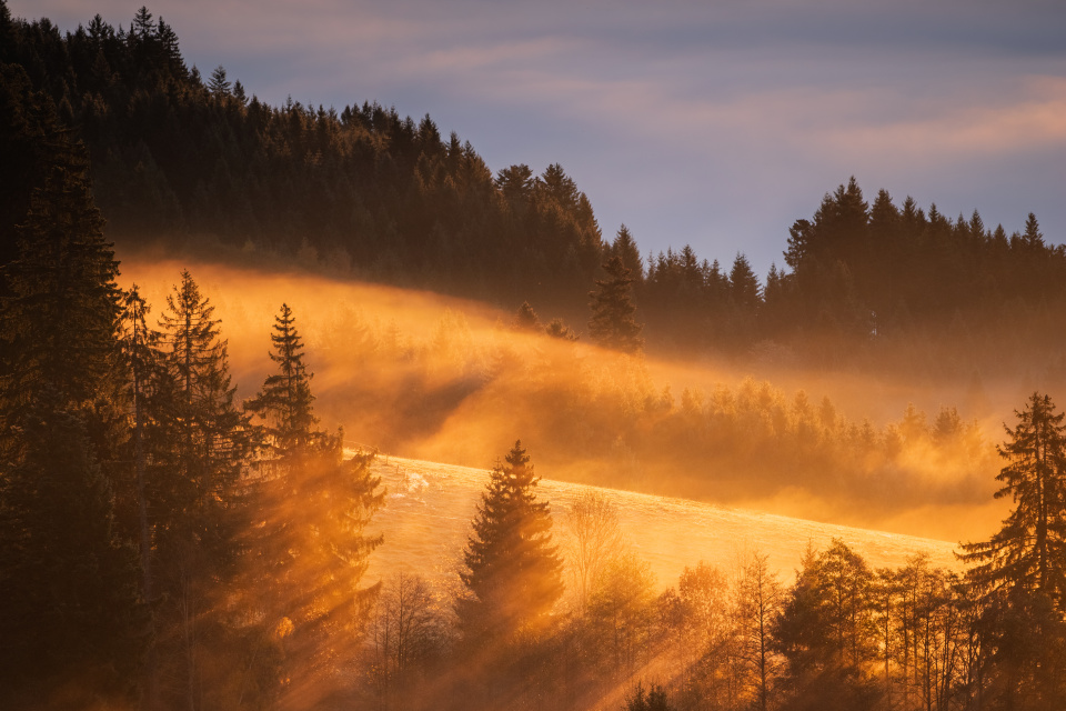 Nebel und Morgenlicht im Spriegelsbachtal